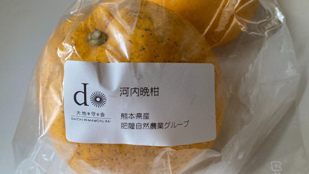 熊本県肥薩自然農業グループの河内晩柑2個（800g）大地を守る会お試しセットより