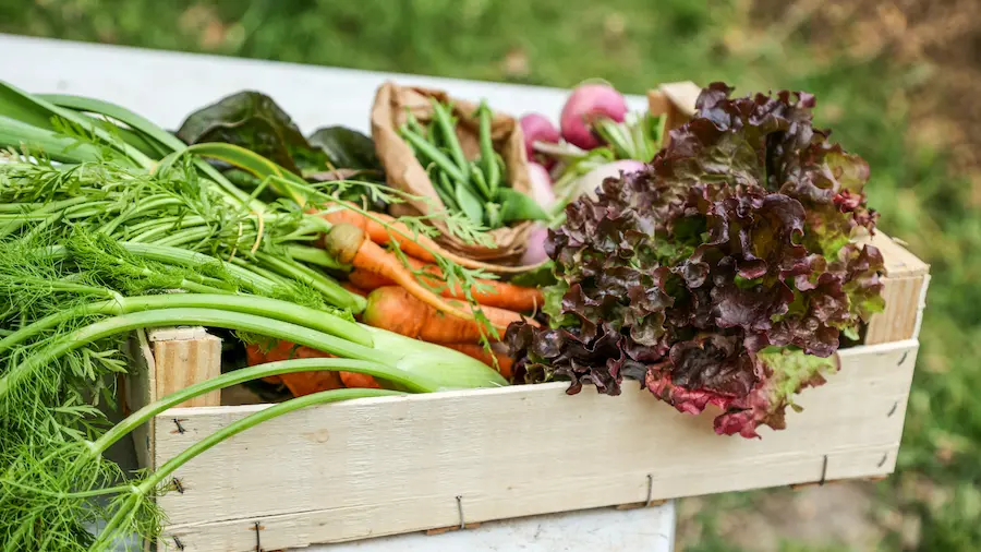 無農薬野菜画像